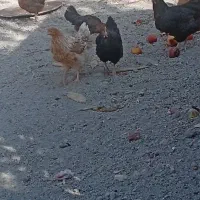 مرغ وخروس محلی|حیوانات مزرعه|نالوس, |دیوار