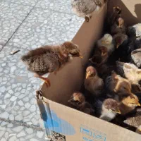 جوجه محلی|حیوانات مزرعه|مسجد سلیمان, |دیوار