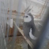 عروس هلندی البینو با تخم|پرنده|حمیدیه, |دیوار