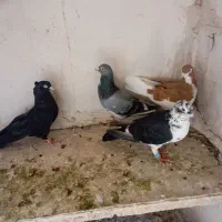 تعدادکبوترشهری بهبهونی