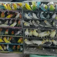 خرید و فروش انواع پرندگان زینتی