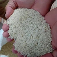 برنج هاشمی تازه  بشرط و فروش نقد|عمده‌فروشی|آستارا, |دیوار