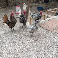 مرغ و خروس زینتی