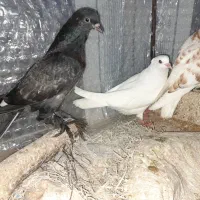 جوجه کبوتر|پرنده|ساری, |دیوار