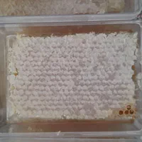عسل مستقیم از زنبوردار|خوردنی و آشامیدنی|شیراز, تندگویان|دیوار