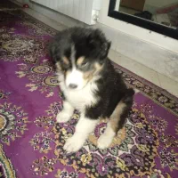 سگ نژاد استرالین شپرد