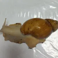 حلزون زنده بالغ