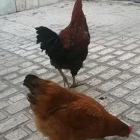 قفس. خروس ومرغ|پرنده|مشهد, استاد یوسفی (شهرک غرب)|دیوار