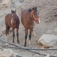 دوعدد کره اسب
