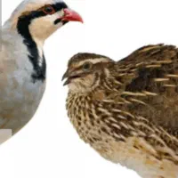 خ بلدرچین (ک) ماده