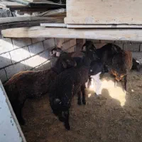 بره نر ۸عدد|حیوانات مزرعه|شاهرود, |دیوار