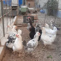 تخم نطفه دار گلین|حیوانات مزرعه|قدس, شهرک صنعتی زاگرس|دیوار