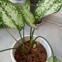 گلهای  خانگی|گل و گیاه طبیعی|نیشابور, بزرگمهر|دیوار