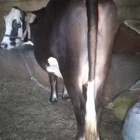 سوپر گاو سنگین آبستن جوان