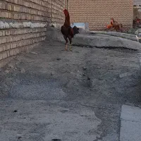 خروس لاری|حیوانات مزرعه|بیلوار, |دیوار