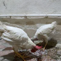 مرغ وخروس