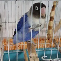 طوطی برزیلی ماده