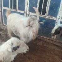 نربز|حیوانات مزرعه|پاپی, |دیوار