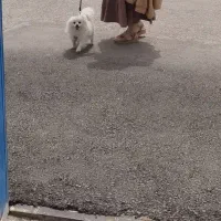 پامر اصل سفید