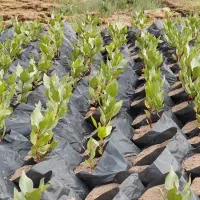 جویای کار پسته چینی