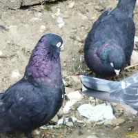 کبوتر پرشی|پرنده|ارومیه, |دیوار