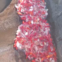 ماهی قرمز|ماهی|رشت, آتشگاه|دیوار