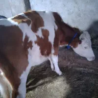 فروش ۲ راس لیشه گاو سیمینتال و هلشتاین داشتی