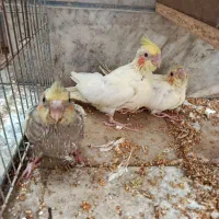 توجه قیمت شکن««عروس هلندی دستی دانخور لوتینو