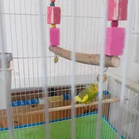 دوعدد مرغ عشق ماده به همراه قفس|پرنده|گرمسار, |دیوار