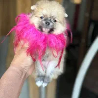 یک به یک خشکل و تو دل برو|سگ|صدرا-فارس, فاز ۱|دیوار