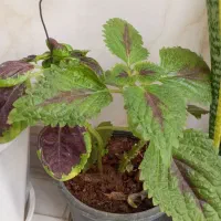 کل طبیعی|گل و گیاه طبیعی|قم, علی آباد سعدگان|دیوار