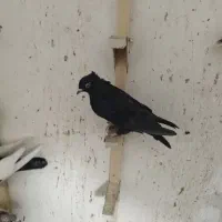 15عدد پلاکی دورگ بهبهانی|پرنده|داراب, |دیوار