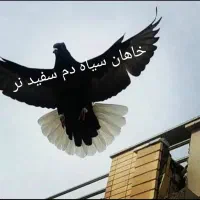 چپ و سیاه دم سفید|پرنده|شیراز, شیشه‌گری|دیوار