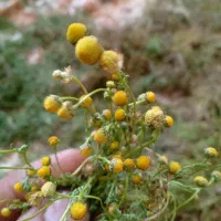 بابونه محلی درجه ۱