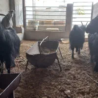 فروش بز، آبستن سنگین، جوان وشیرده