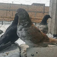 کفتر|پرنده|جرقویه, |دیوار