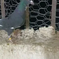 مادهسیاپلنک