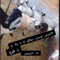 ۱۰ راس گوسفند