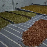 تفت و شورکاری اقلام خشکبار|خدمات پیشه و مهارت|شیراز, دارالرحمه|دیوار