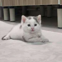 گربه بریتیش dsh