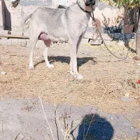 توله پژدر اصیل  نر و ماده|سگ|کرفتو, |دیوار