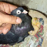 فروش کبوتر زاغ|پرنده|مسجد سلیمان, |دیوار