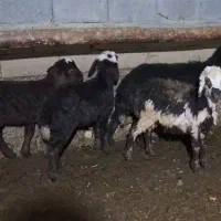 فروش چهار عدد بره مخصوص داشت