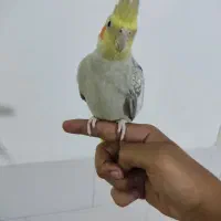 پرنده عروس هلندی مولد|پرنده|قم, نخودی|دیوار