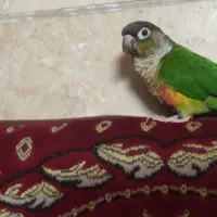 گرانجیک  یکساله خانگی