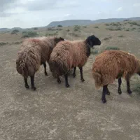گوسفند|حیوانات مزرعه|کوهسرخ, |دیوار