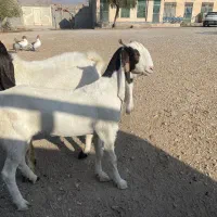 بز و پازن پاکستانی|حیوانات مزرعه|کازرون, |دیوار