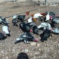 بوقلمون محلی نر و ماده