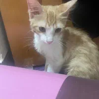 گربه سه ماهه نر نژاد میکس پرشین و دی اس اچ