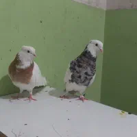 طوقی،|پرنده|بندر گناوه, |دیوار